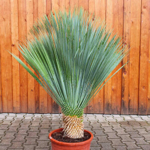 Yucca Rostrata - Blaublättrige Palmlilie 20 - 30 cm
