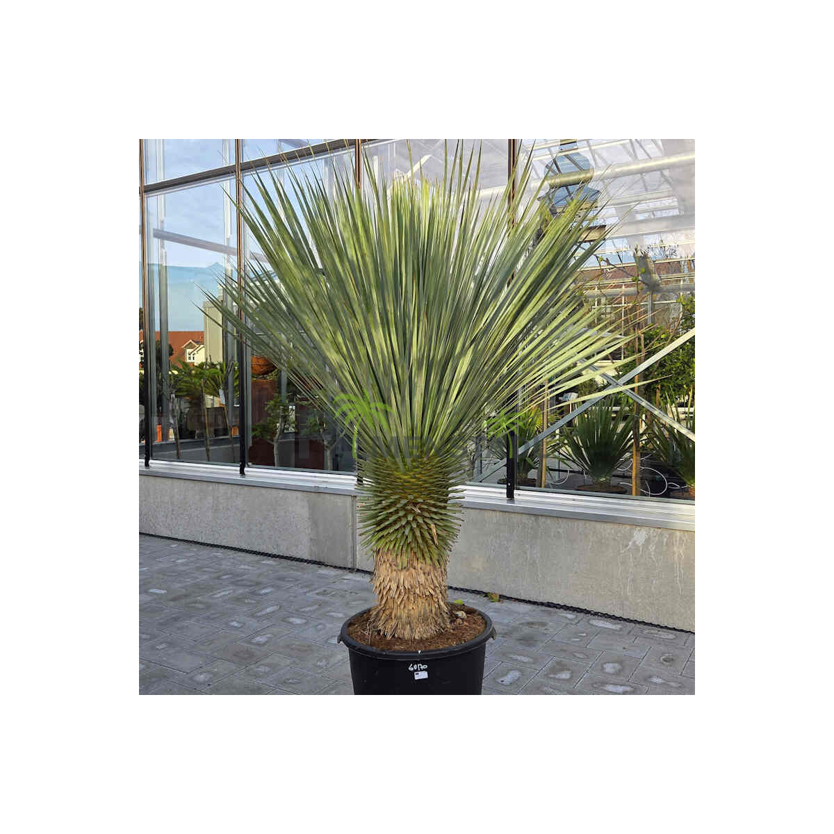 Blaublättrige Palmlilie 60-70 cm Stamm