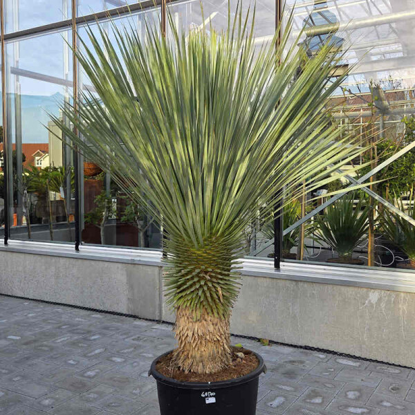 Blaublättrige Palmlilie 60-70 cm Stamm