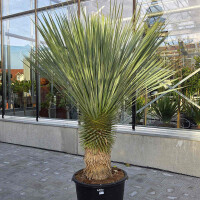 Blaublättrige Palmlilie 60-70 cm Stamm