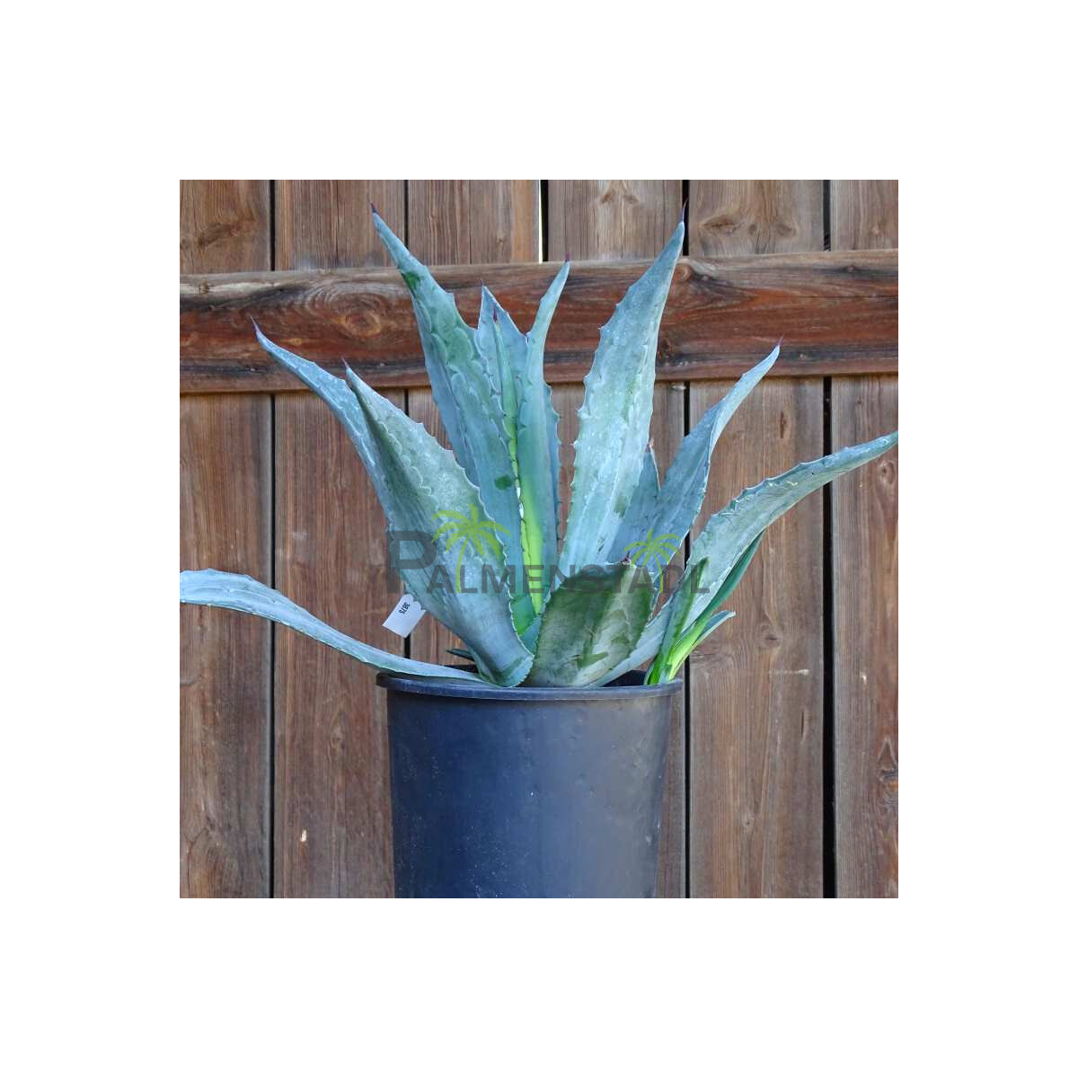 Agave Americana Amerikanische Agave Der Palmenstadl für mediter