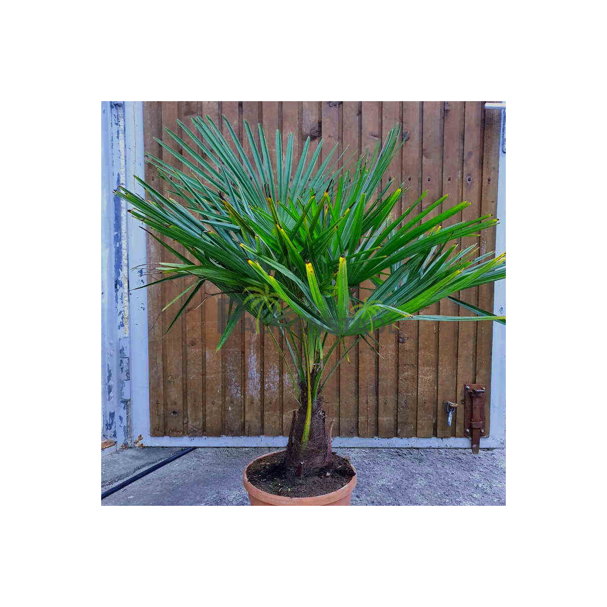 Chinesische Hanfpalme 10-20 cm Stamm