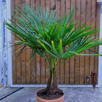 Chinesische Hanfpalme 10-20 cm Stamm