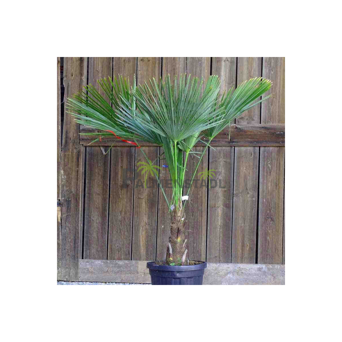 Trachycarpus fortunei - Chinesische Hanfpalme 30 - 40 cm