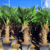 Chinesische Hanfpalme 50-60 cm Stamm