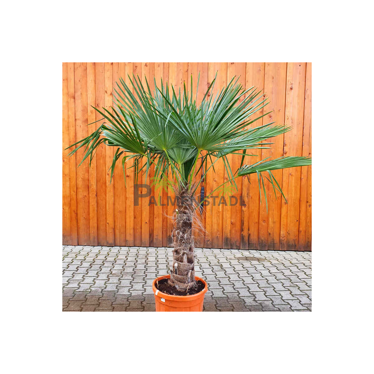 Trachycarpus fortunei - Chinesische Hanfpalme 70 - 80 cm