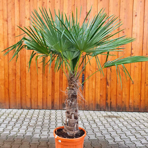 Trachycarpus fortunei - Chinesische Hanfpalme 70 - 80 cm