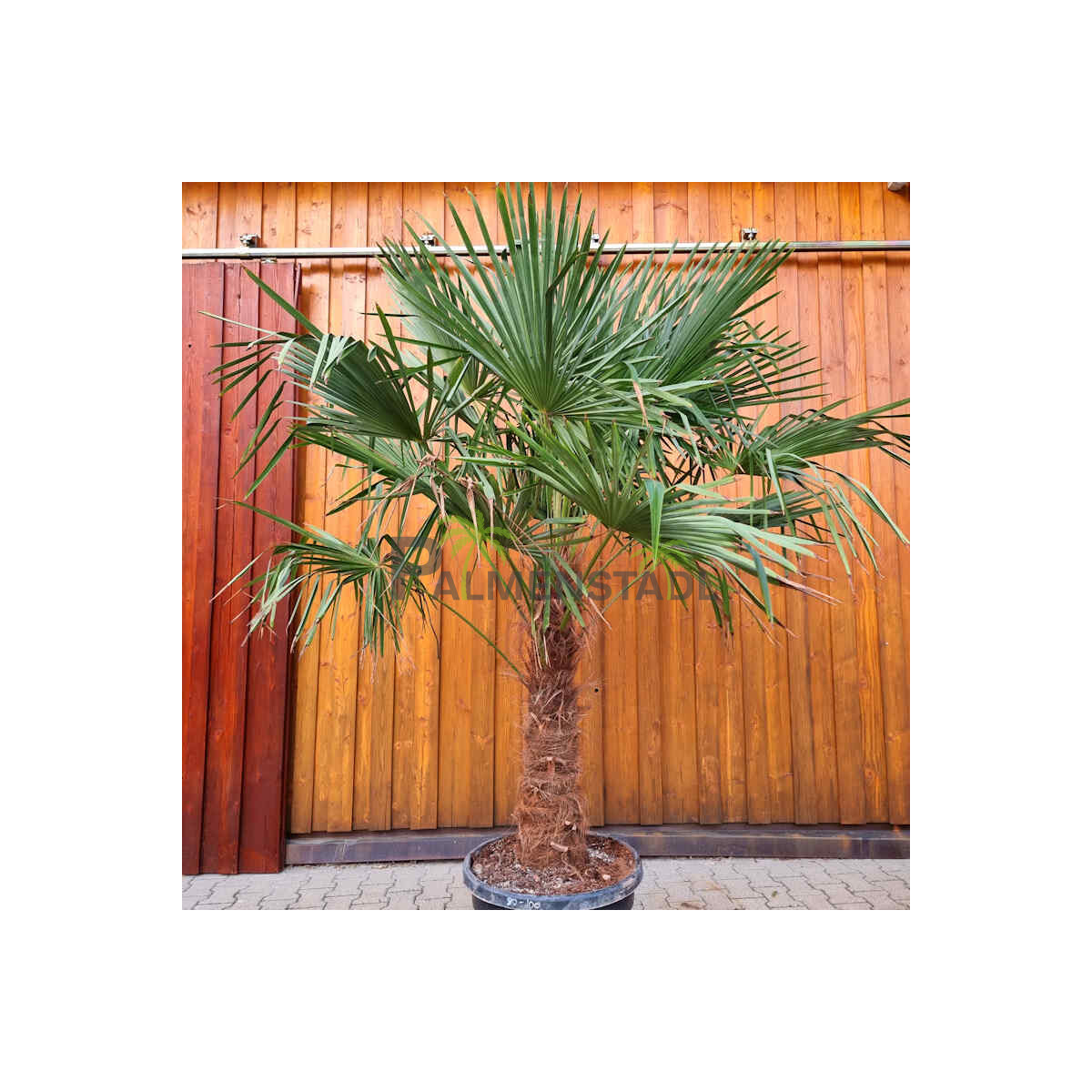 Chinesische Hanfpalme 90-100 cm Stamm