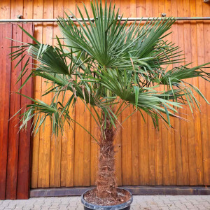 Trachycarpus fortunei - Chinesische Hanfpalme 90 - 100 cm