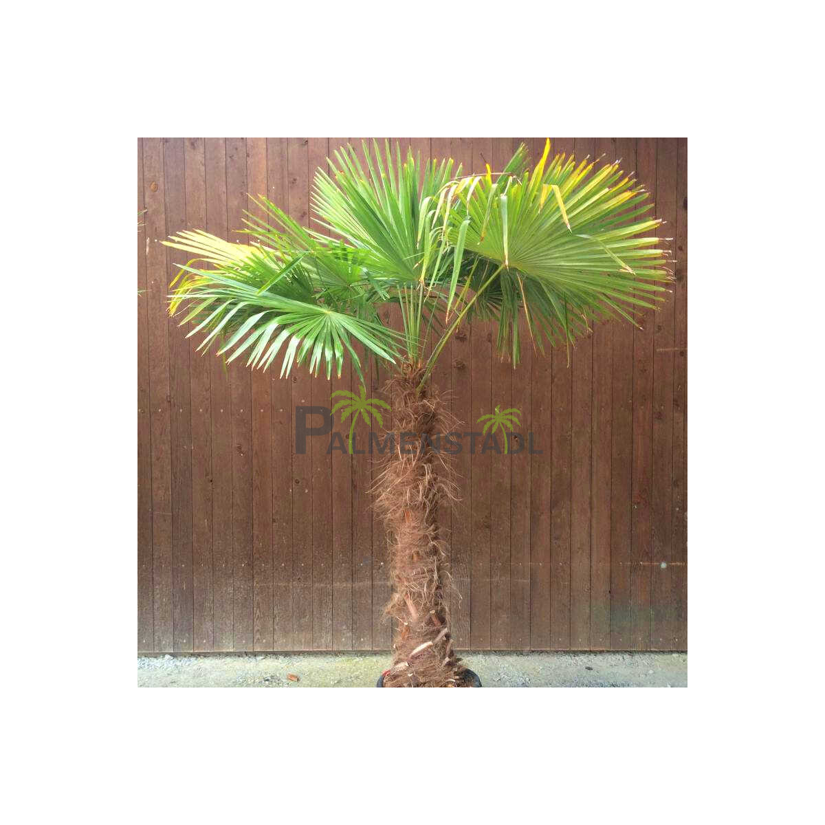 Trachycarpus fortunei - Chinesische Hanfpalme 130 - 140 cm