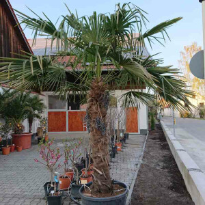 Trachycarpus fortunei - Chinesische Hanfpalme 150 - 160 cm