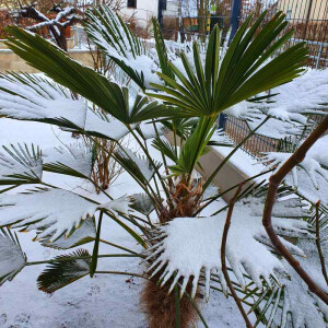 Trachycarpus wagnerianus - Wagner´s Hanfpalme 180 - 190 cm