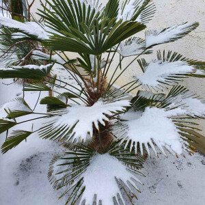 Trachycarpus wagnerianus - Wagner´s Hanfpalme 180 - 190 cm