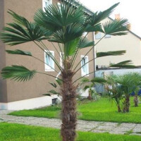 Trachycarpus wagnerianus - Wagner´s Hanfpalme 180 - 190 cm