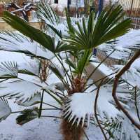 Trachycarpus wagnerianus - Wagner´s Hanfpalme 180 - 190 cm