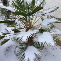 Trachycarpus wagnerianus - Wagner´s Hanfpalme 180 - 190 cm