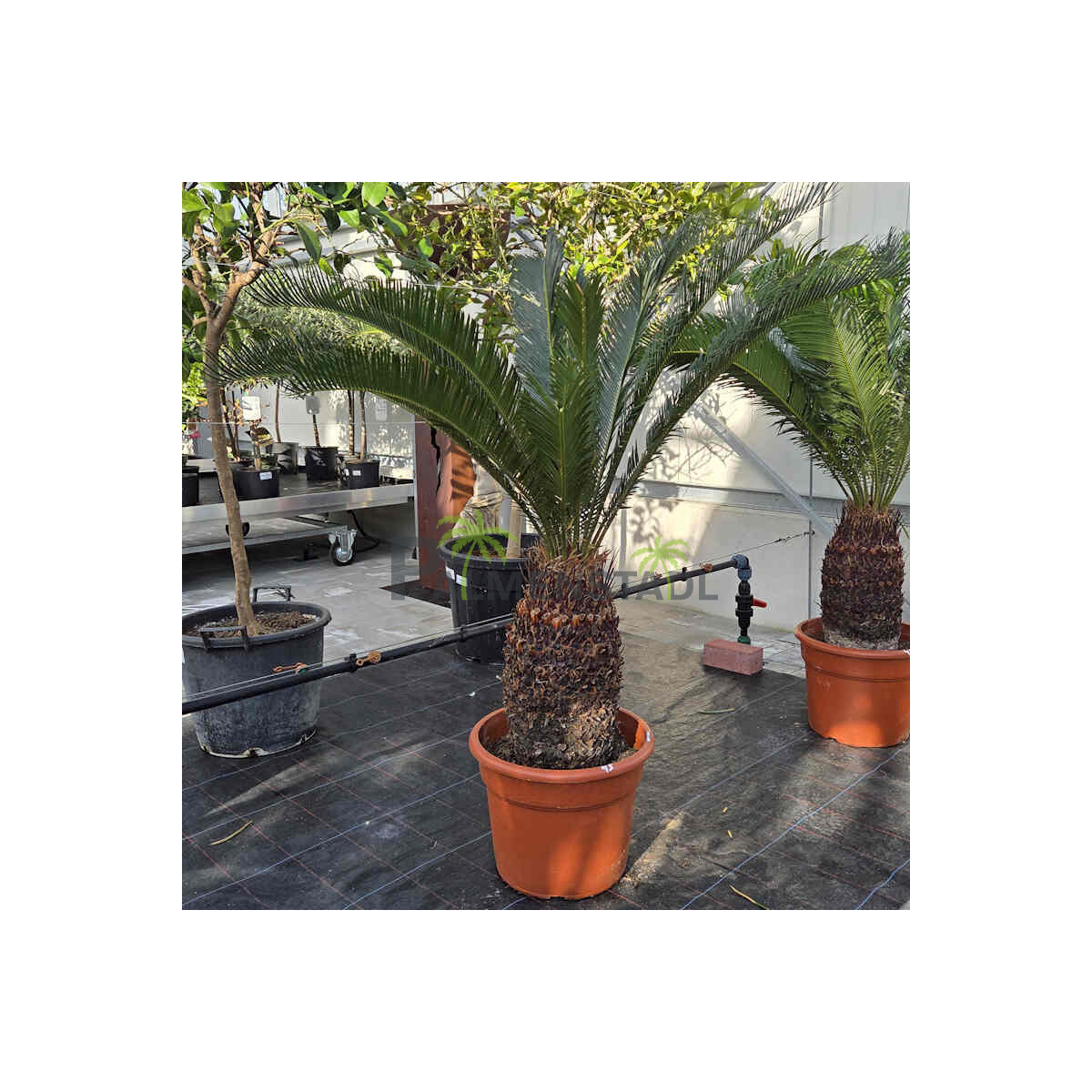 Japanischer Sagopalmfarn 40–50 cm  box