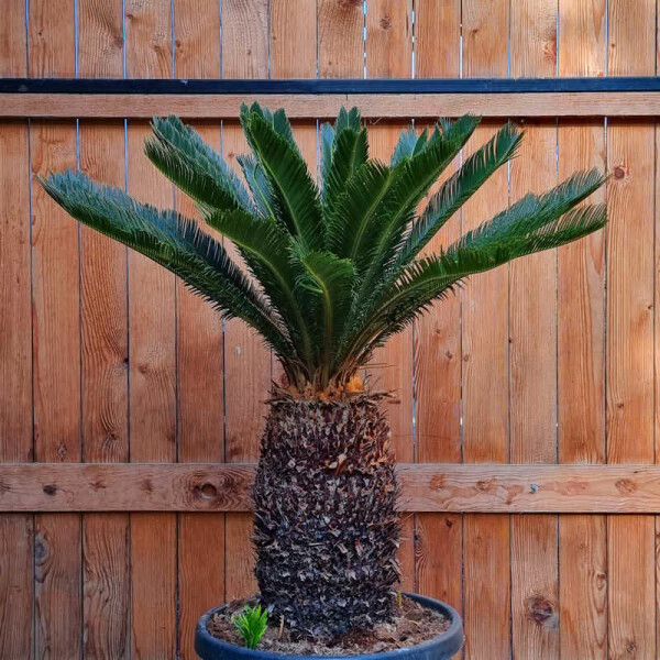 Cycas Revoluta - Japanischer Sagopalmfarn 40 - 50 cm