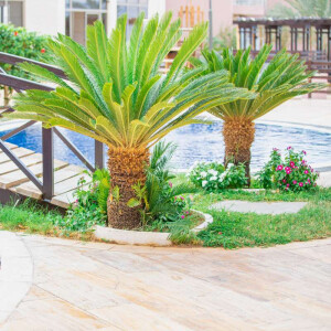 Japanischer Sagopalmfarn 40–50 cm Stamm