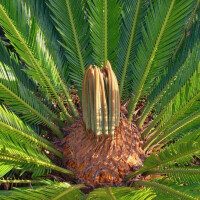 Cycas Revoluta - Japanischer Sagopalmfarn 40 - 50 cm