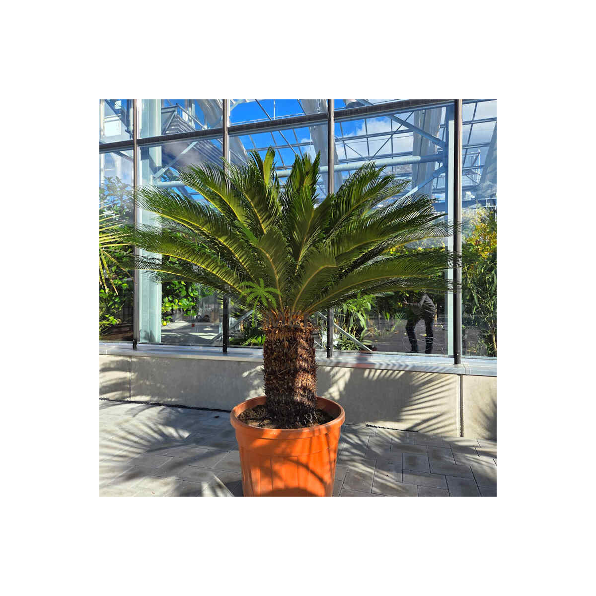 Japanischer Sagopalmfarn 50–60 cm  box