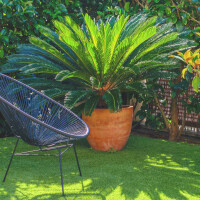 Japanischer Sagopalmfarn 50–60 cm Stamm