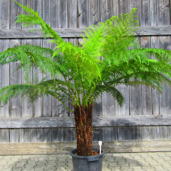 Dicksonia Antarctica - Australischer Baumfarn 20 - 30 cm
