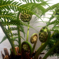 Dicksonia Antarctica - Australischer Baumfarn 20 - 30 cm