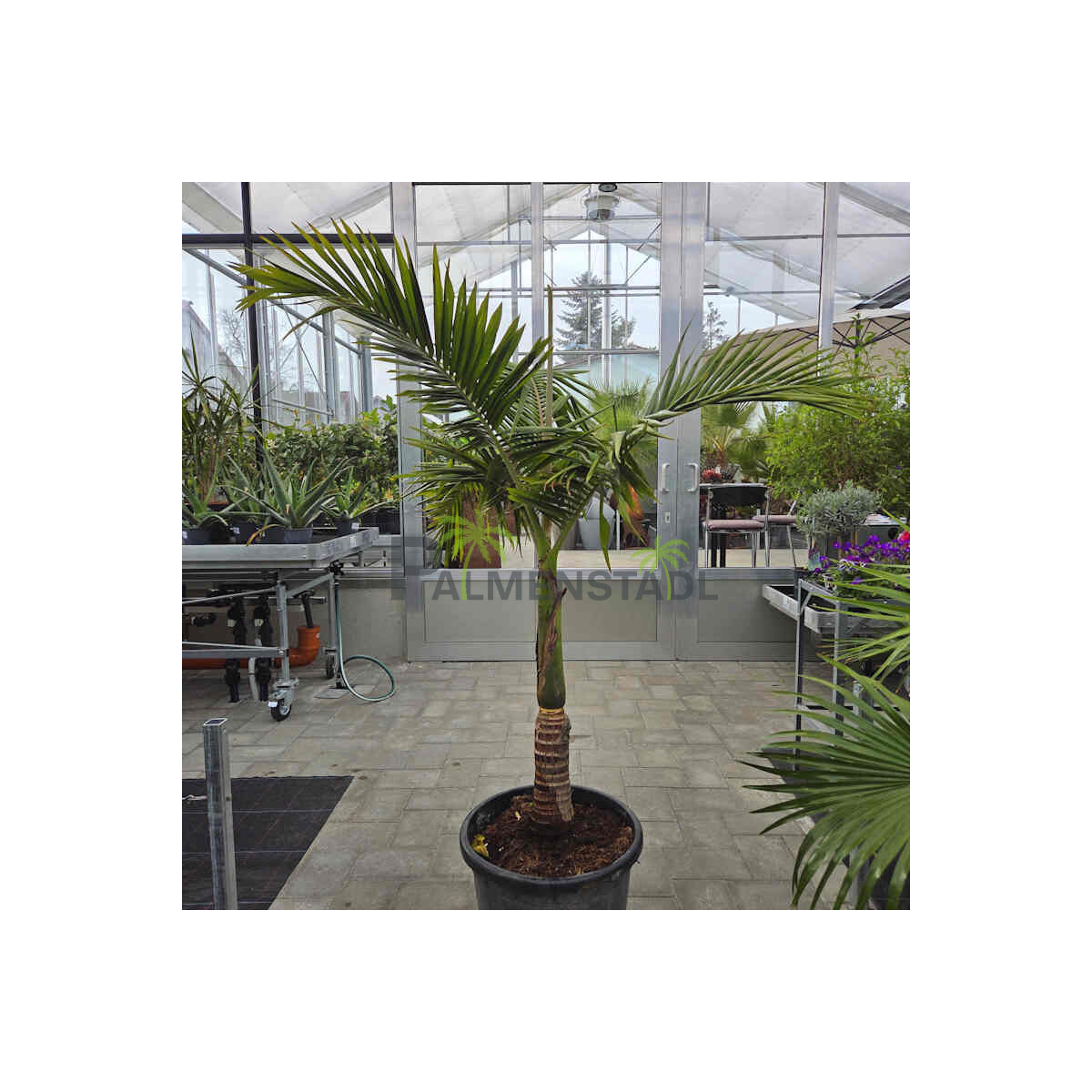 Bangalowpalme 160-180 cm