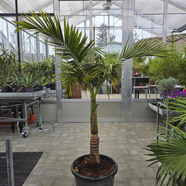 Bangalowpalme 160-180 cm