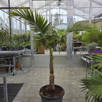 Bangalowpalme 160-180 cm
