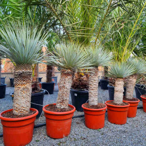 Yucca Rostrata - Blaublättrige Palmlilie 50 - 60 cm