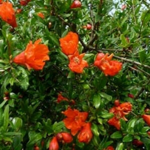 Punica granatum rubra plena - Zier-Granatapfelbaum