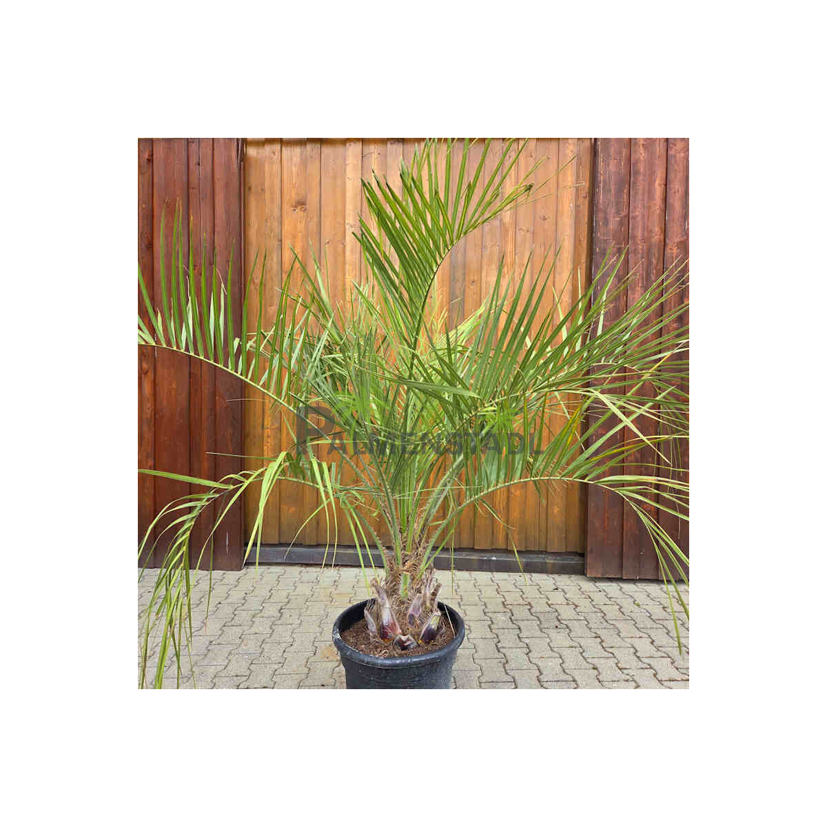 Geleepalme 30-40 cm Stamm box