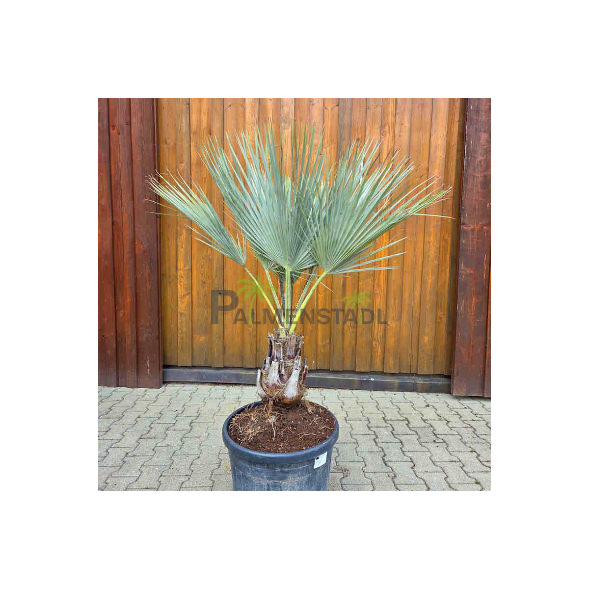Brahea armata -  Blaue Hesperidenpalme 40 - 50 cm
