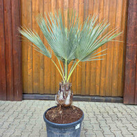 Brahea armata -  Blaue Hesperidenpalme 40 - 50 cm
