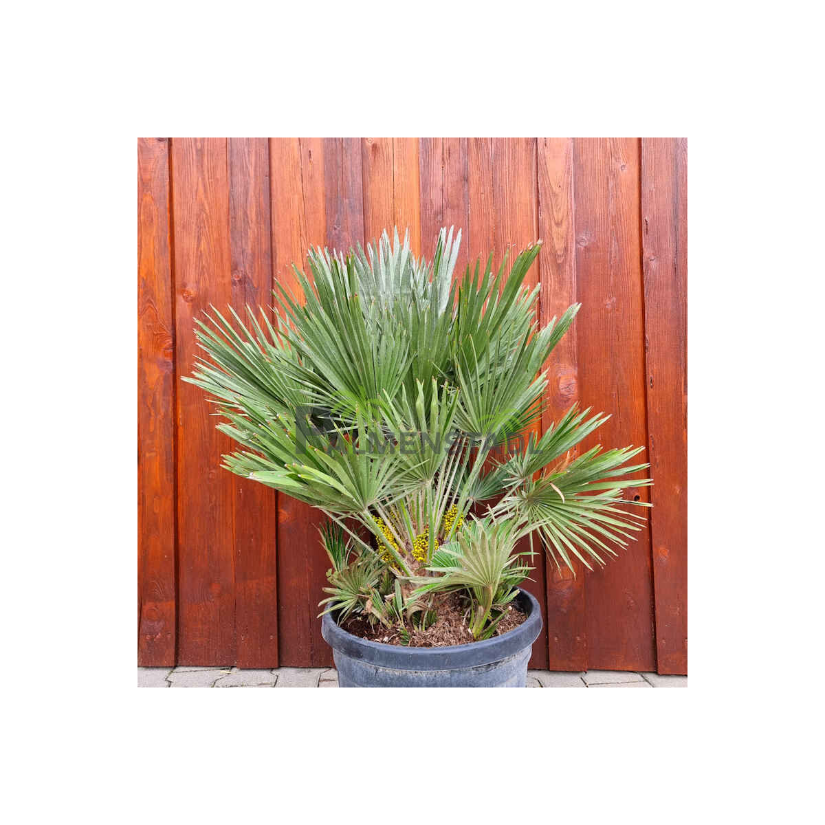 Chamaerops humilis vulcano - kompakte Zwergpalme