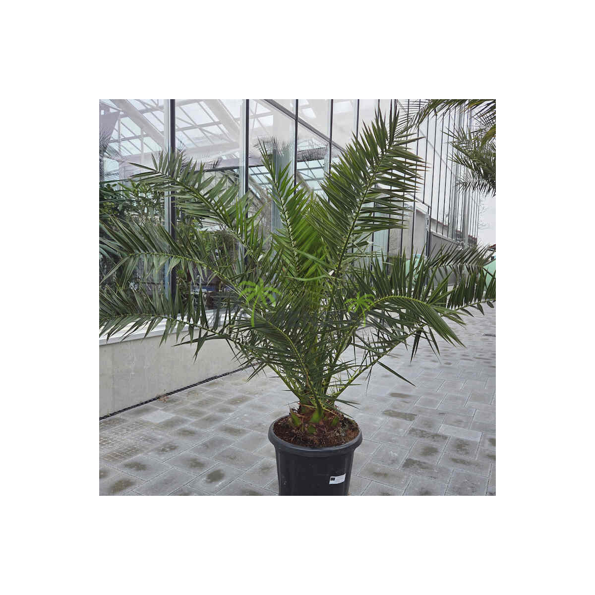 Kanarische Dattelpalme 0–10 cm Sta box