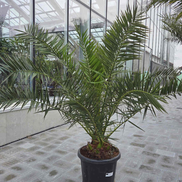 Kanarische Dattelpalme 0–10 cm Stamm