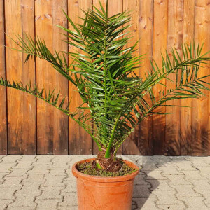 Phoenix Canariensis - kanarische Dattelpalme 00-10 cm