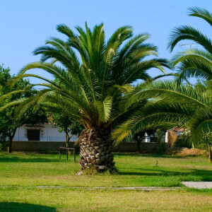 Phoenix Canariensis - kanarische Dattelpalme 00-10 cm