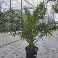 Kanarische Dattelpalme 0–10 cm Stamm