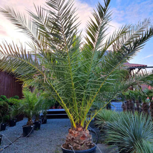 Kanarische Dattelpalme 30–40 cm Stamm