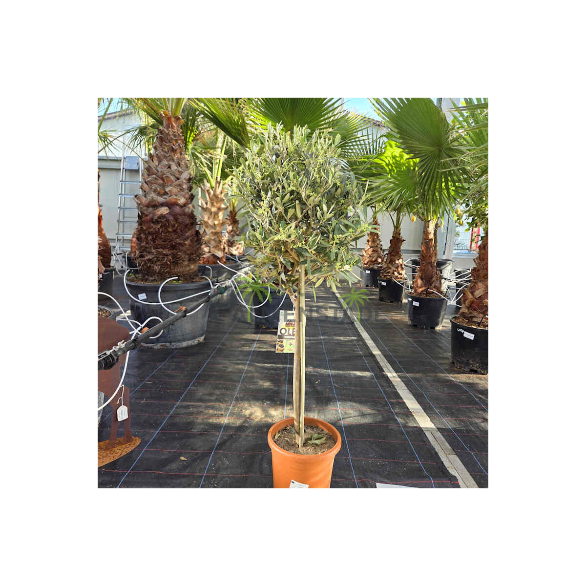 Olivenbaum 80-100 cm, Stammumfang 6-8 cm