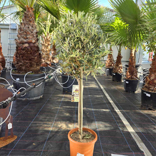 Olivenbaum 80-100 cm, Stammumfang 6-8 cm