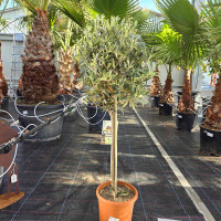 Olivenbaum 80-100 cm, Stammumfang 6-8 cm