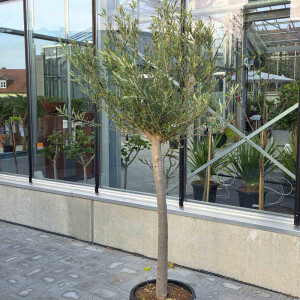 Olivenbaum 160-180 cm, Stammumfang 10-12 cm