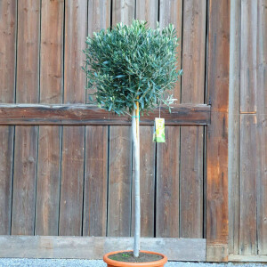 Olea Europaea - Olivenbaum