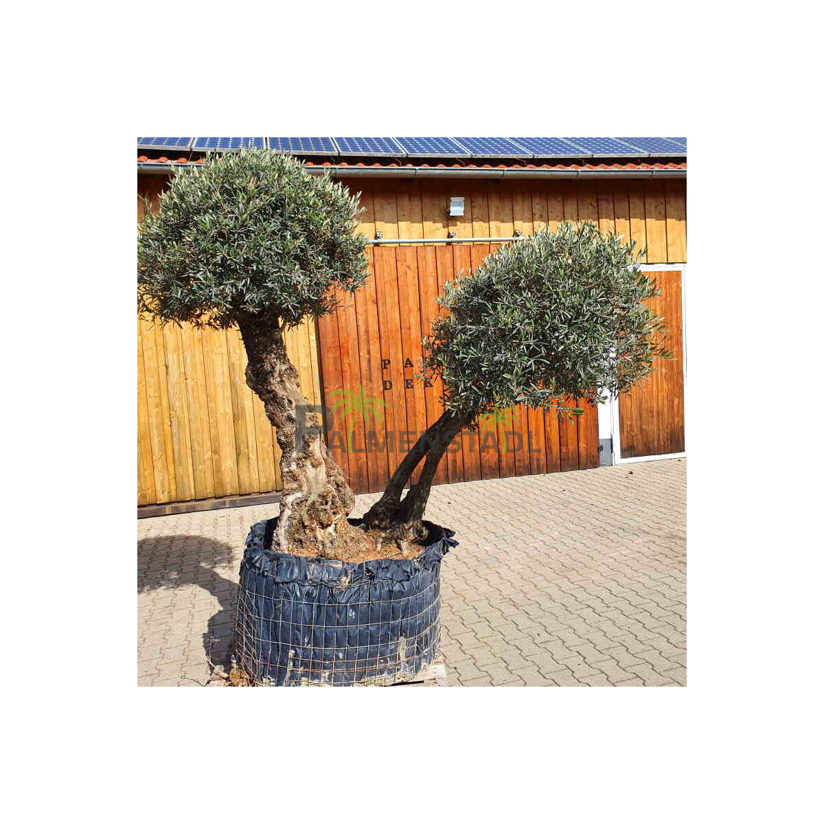 Olivenbaum Doppelstamm Nr. 2204 Picual