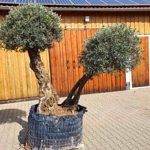 Olivenbaum Doppelstamm Nr. 2204 Picual
